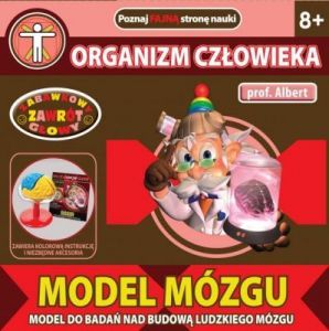 Profesor Albert - Model Mózgu